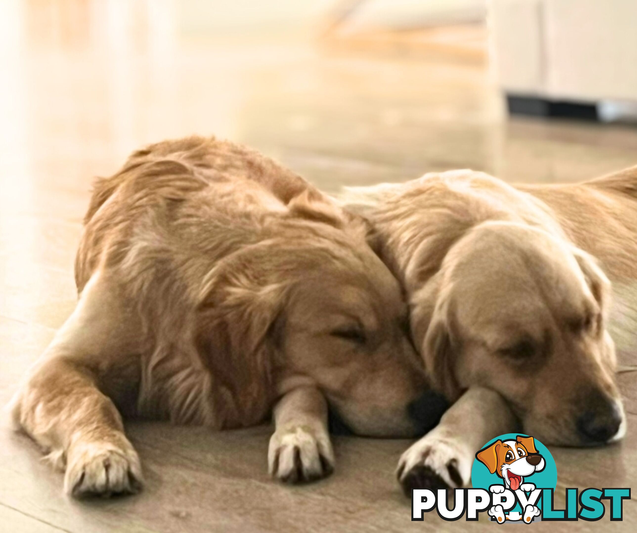 Golden Retriever puppies