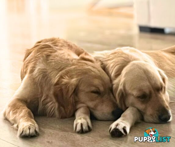 Golden Retriever puppies