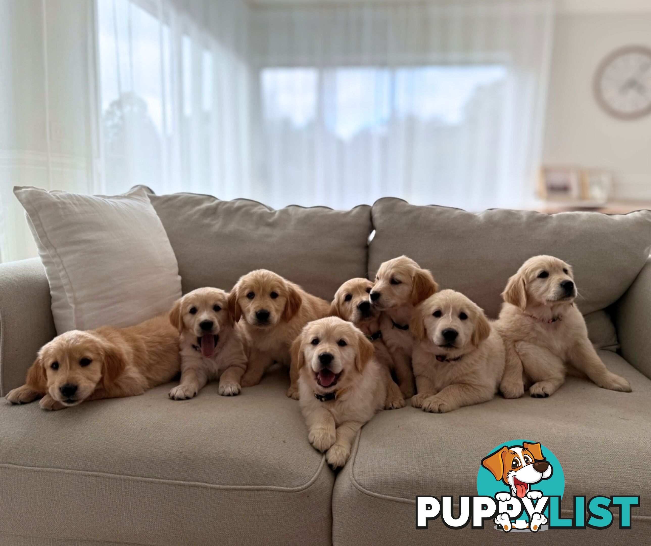 Golden Retriever puppies