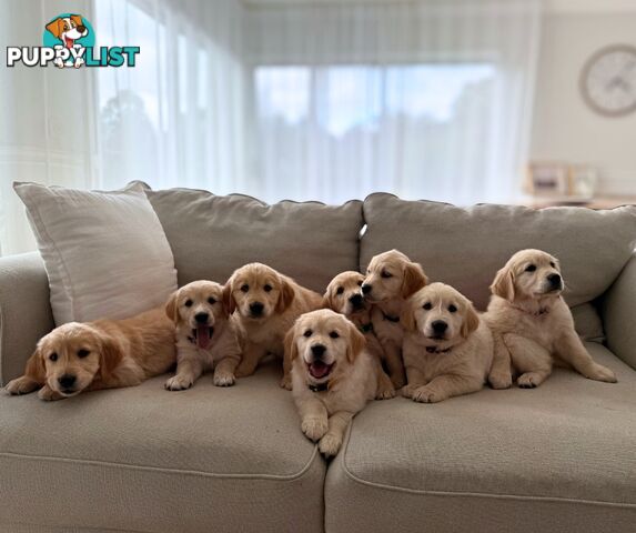 Golden Retriever puppies