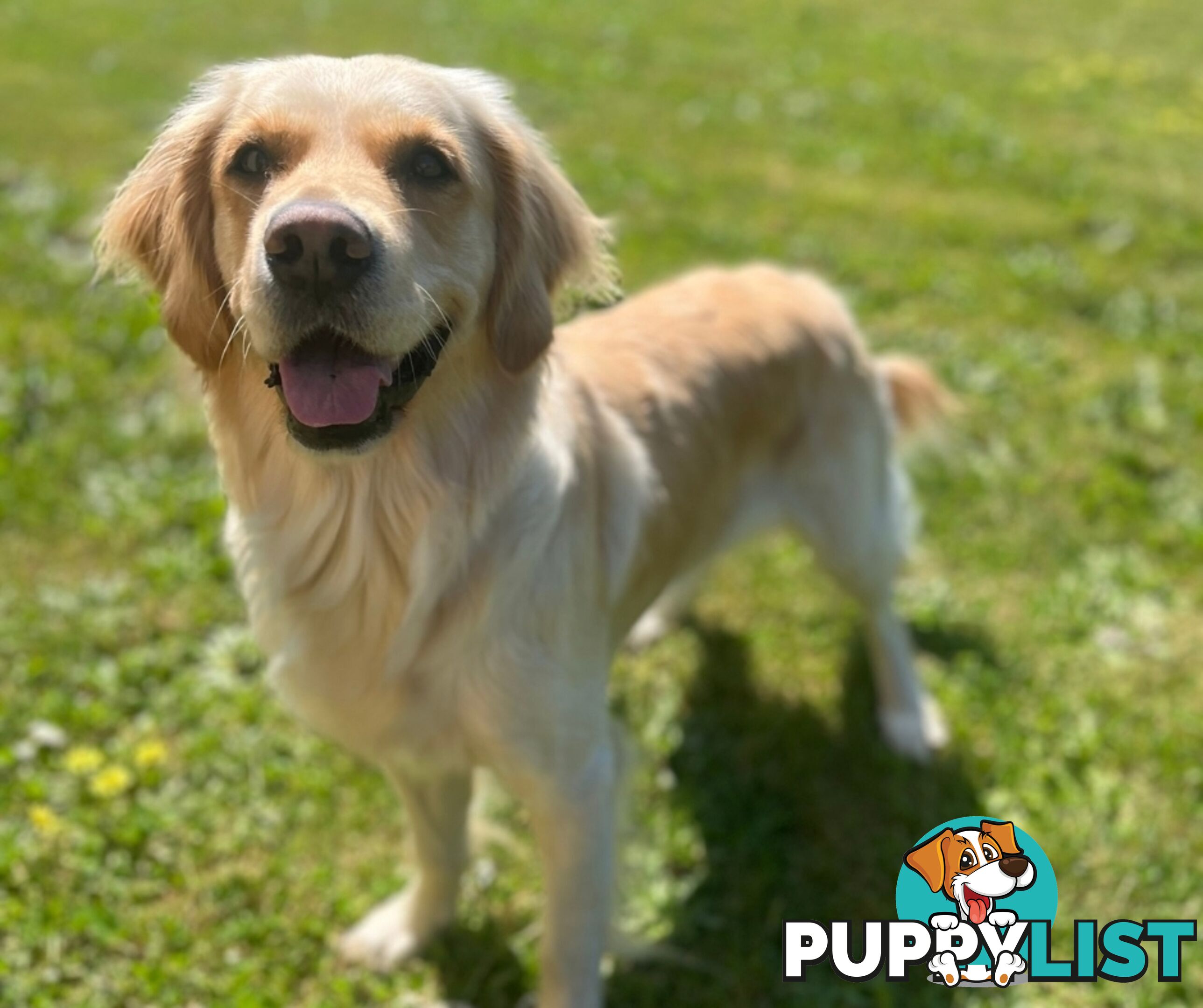 Golden Retriever puppies