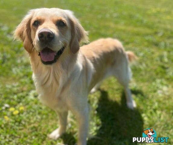 Golden Retriever puppies