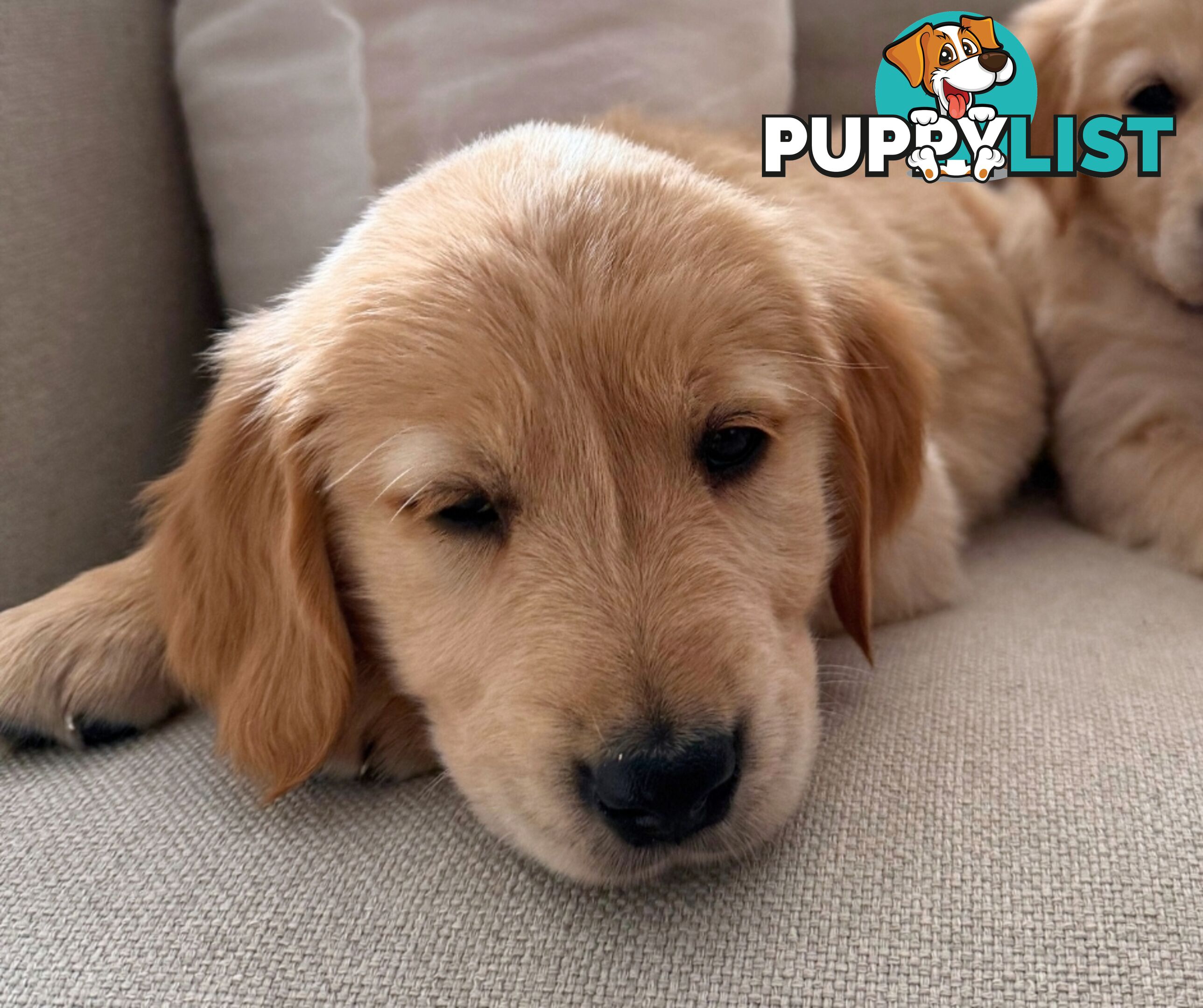 Golden Retriever puppies