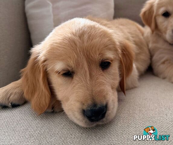 Golden Retriever puppies