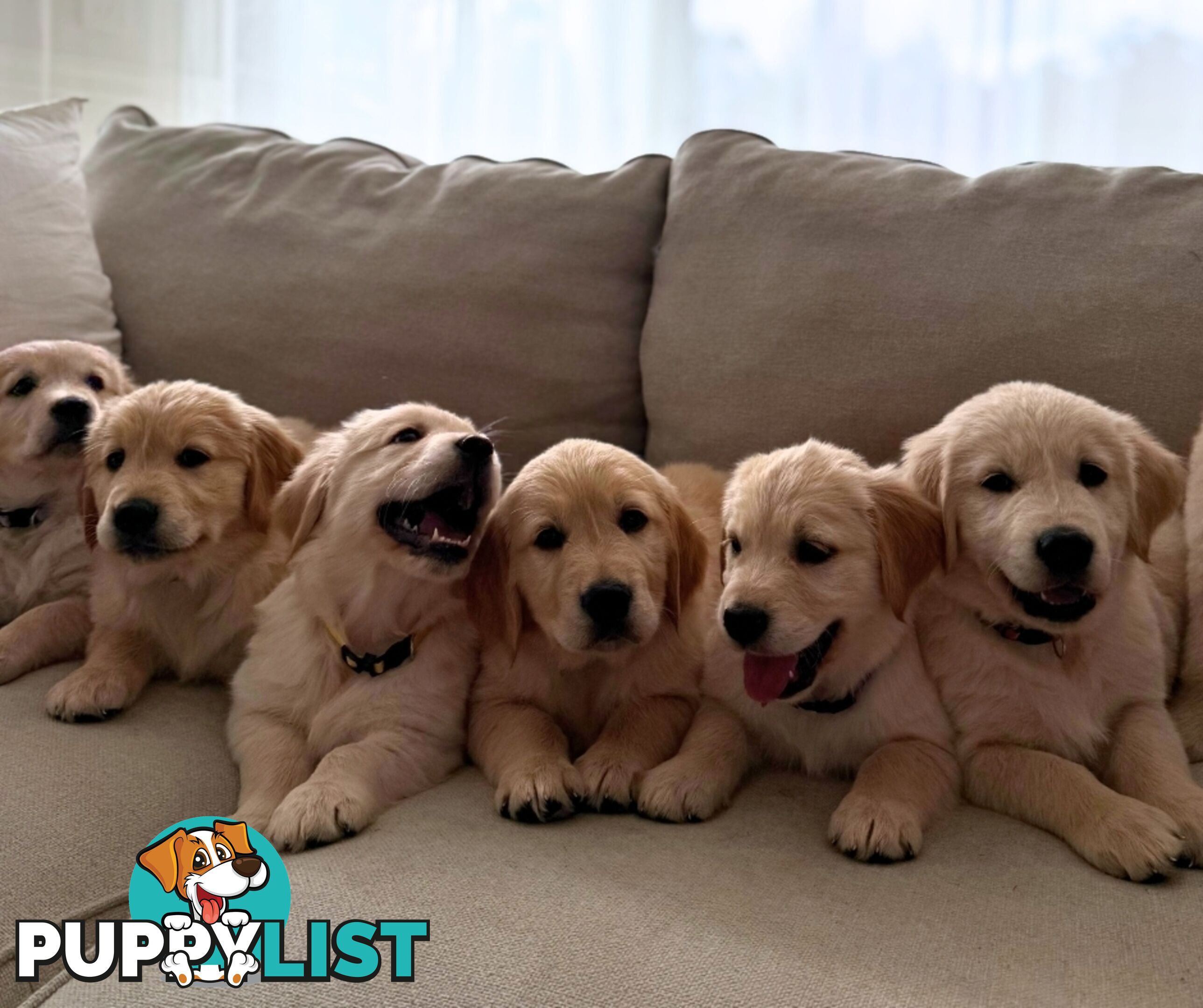 Golden Retriever puppies