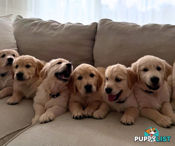 Golden Retriever puppies