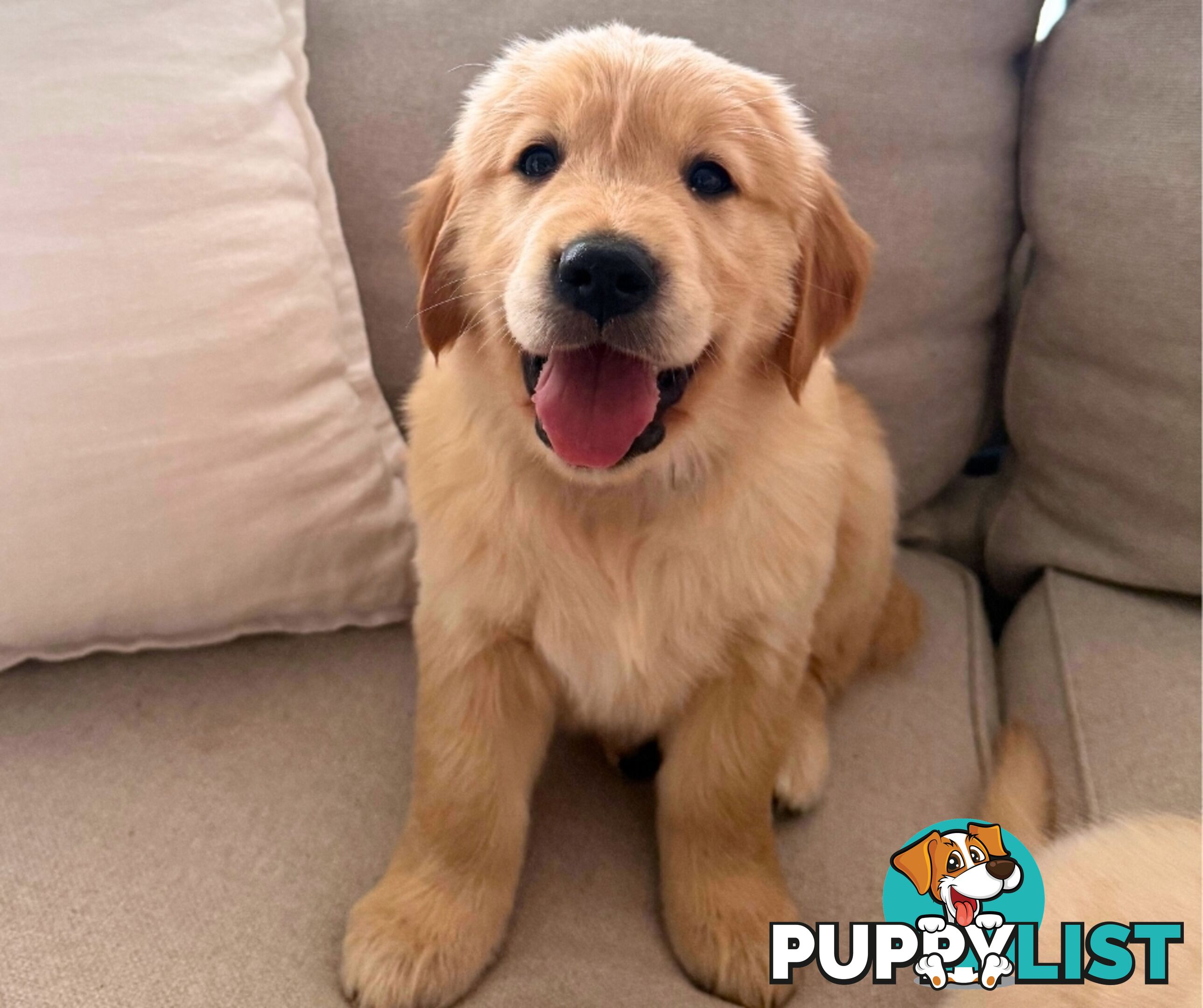 Golden Retriever puppies