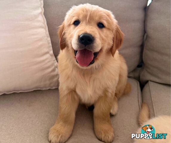 Golden Retriever puppies