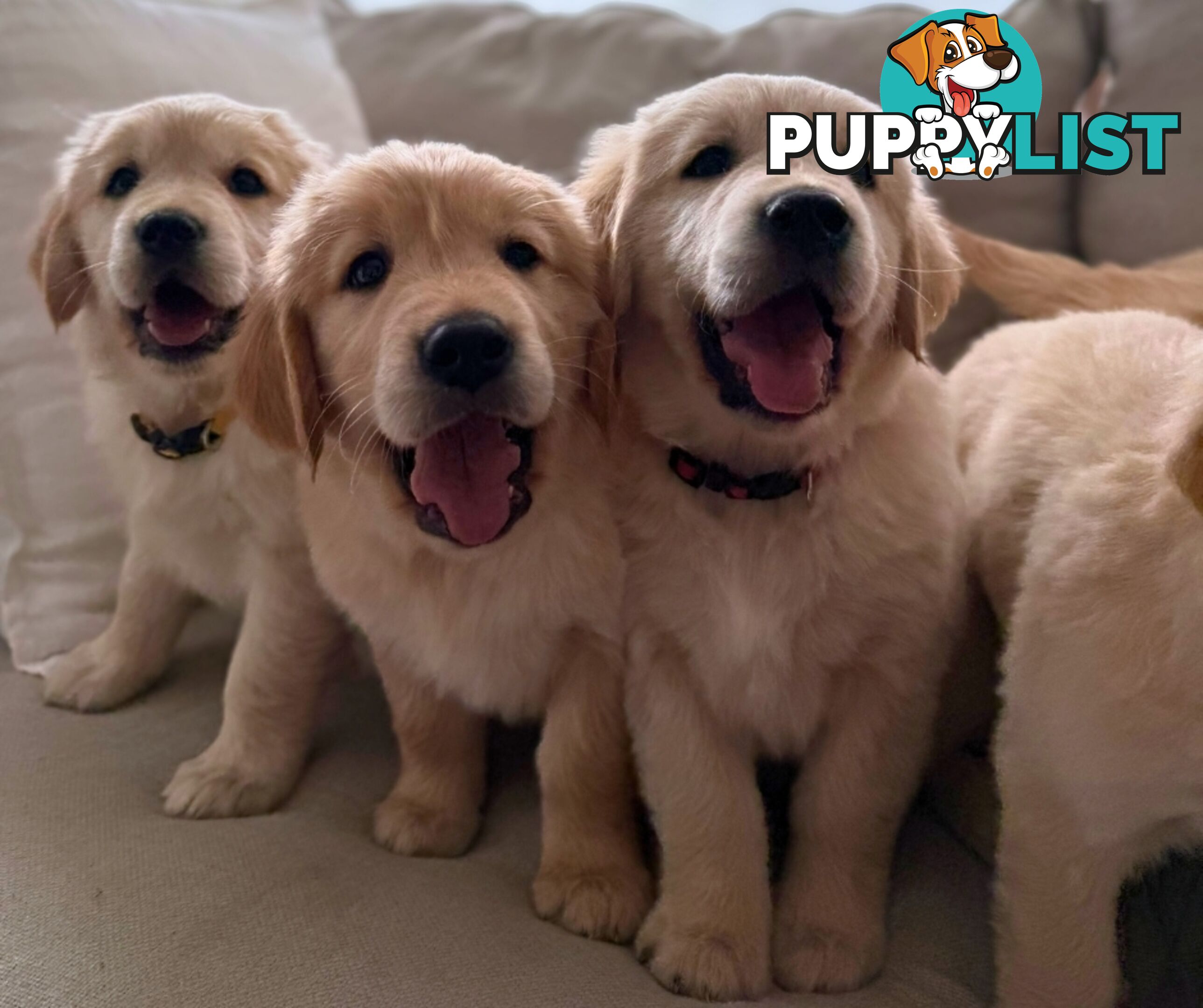 Golden Retriever puppies