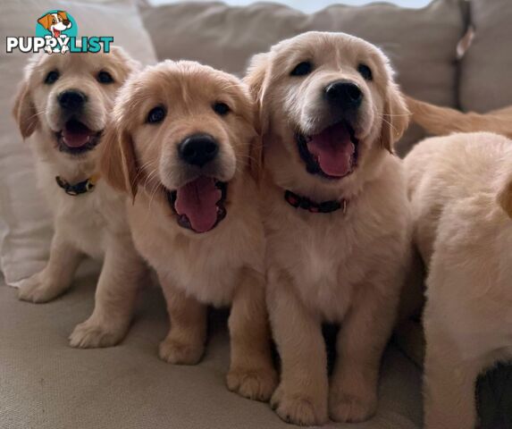 Golden Retriever puppies
