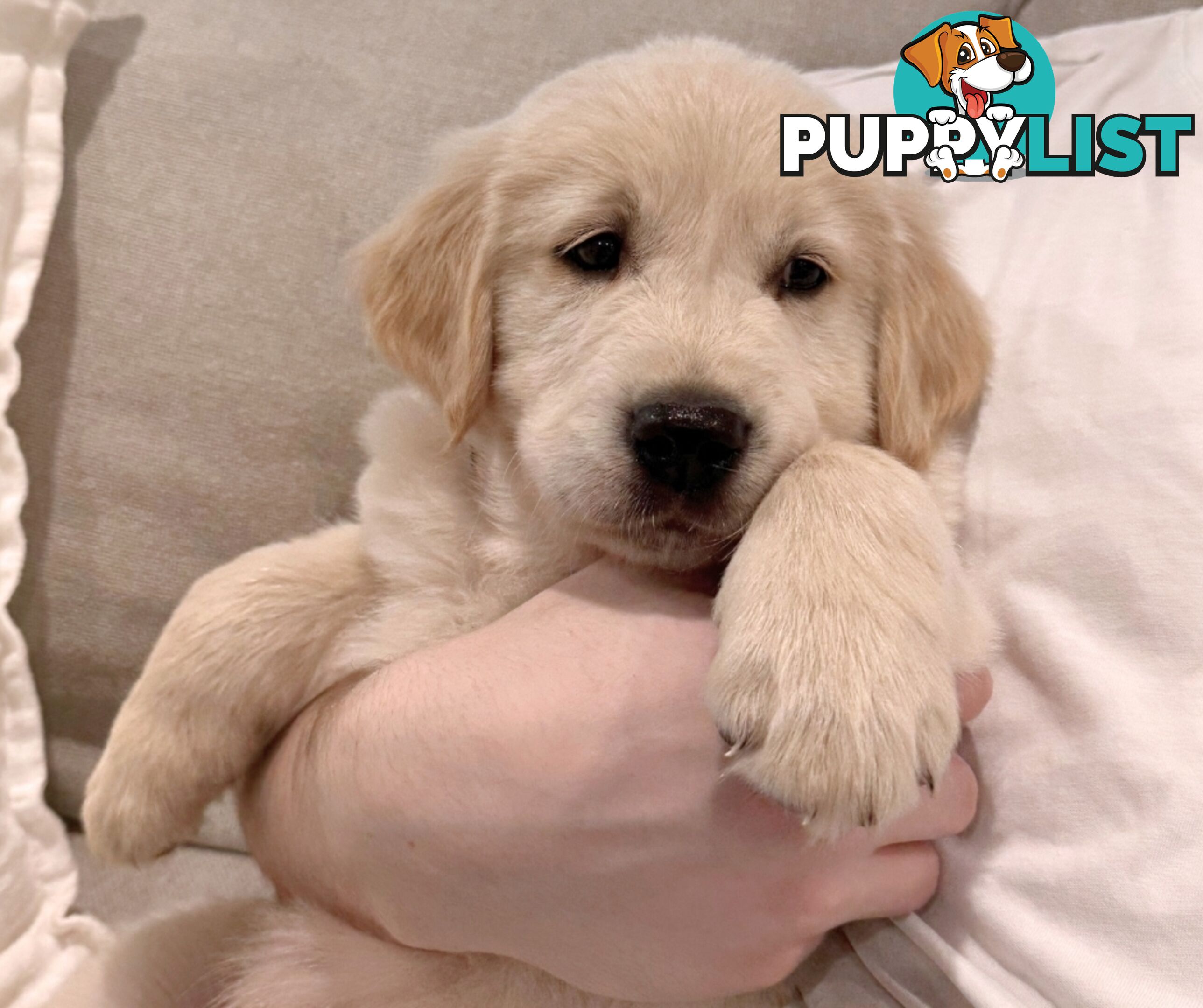 Golden Retriever puppies