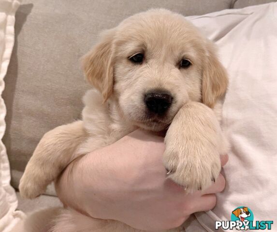 Golden Retriever puppies