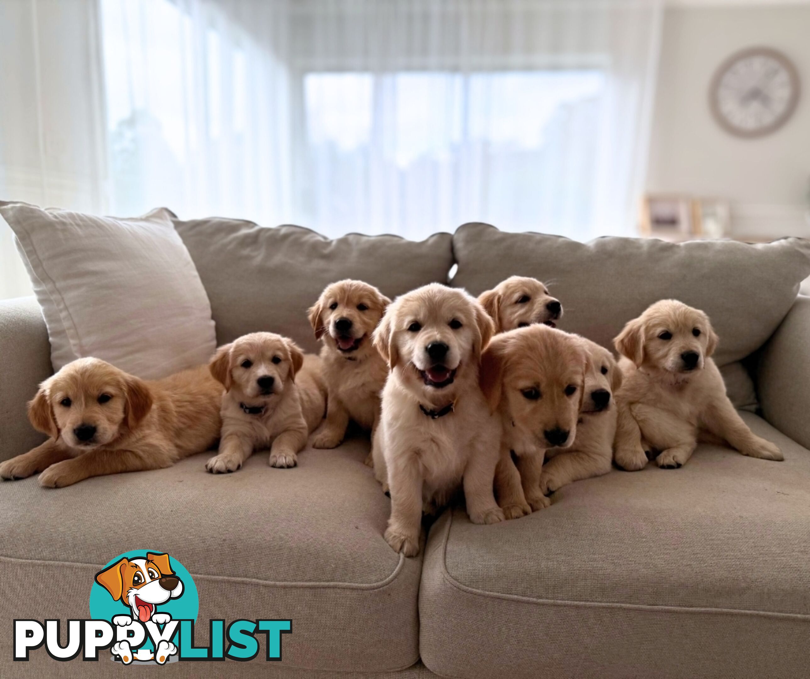 Golden Retriever puppies