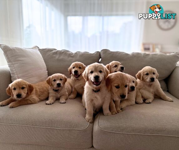 Golden Retriever puppies