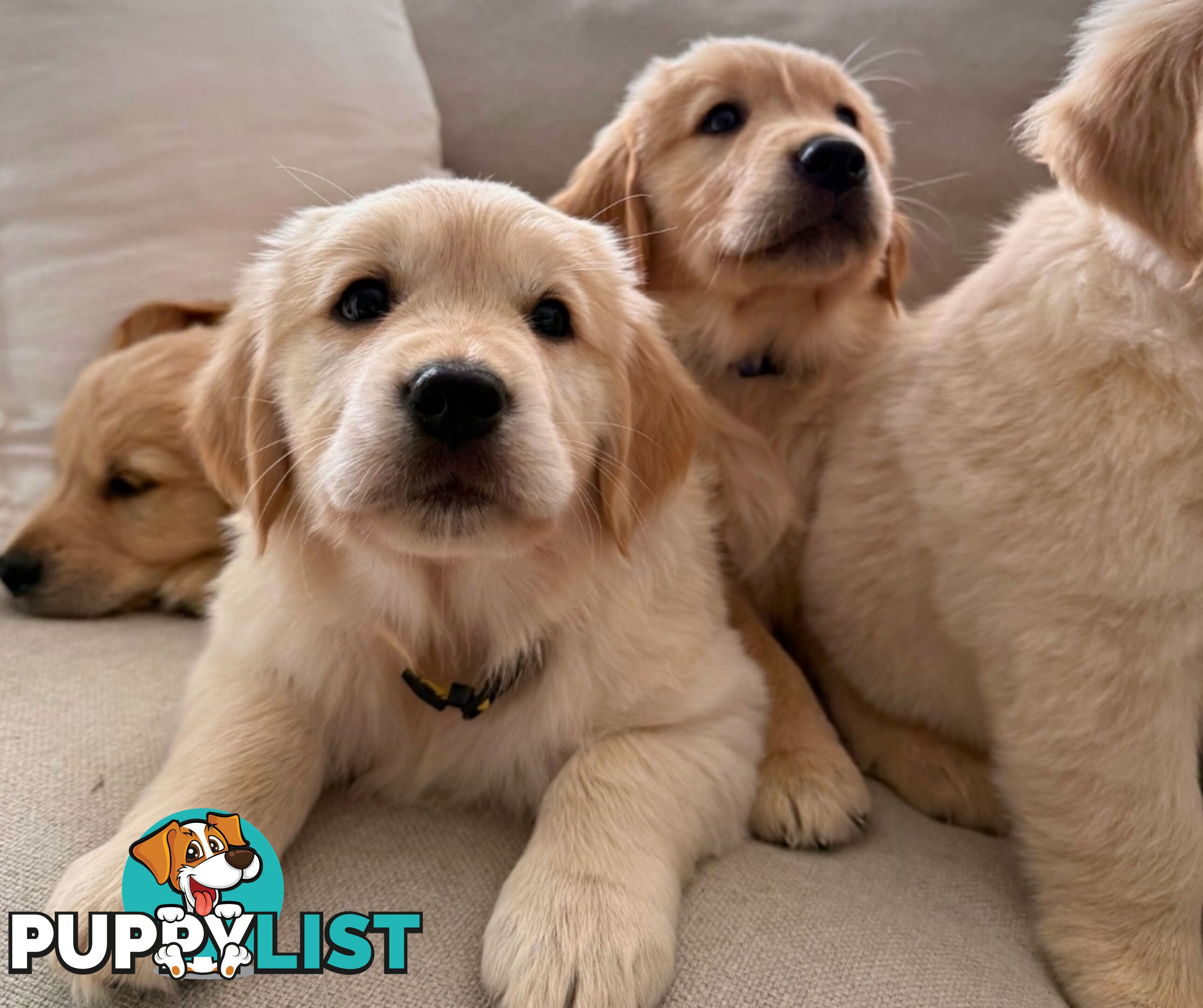 Golden Retriever puppies