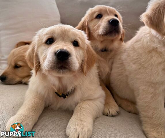 Golden Retriever puppies