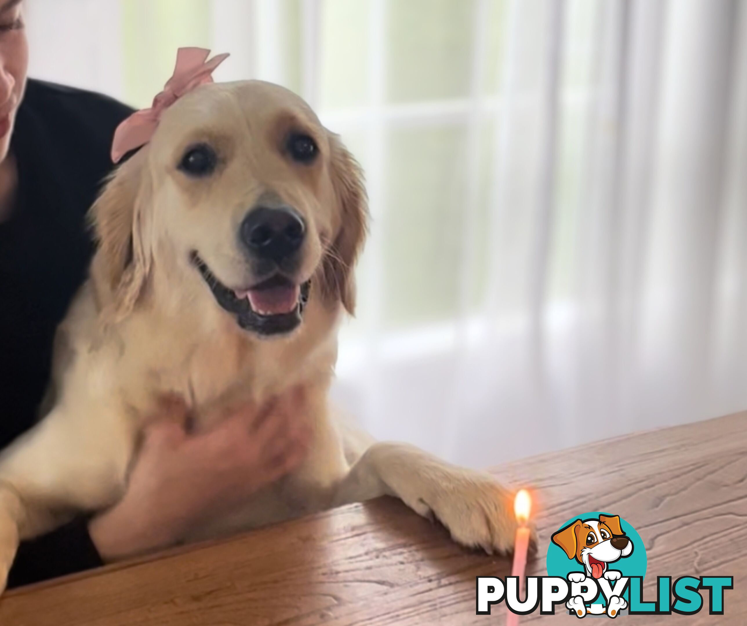 Golden Retriever puppies
