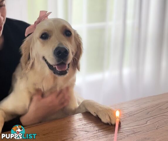 Golden Retriever puppies