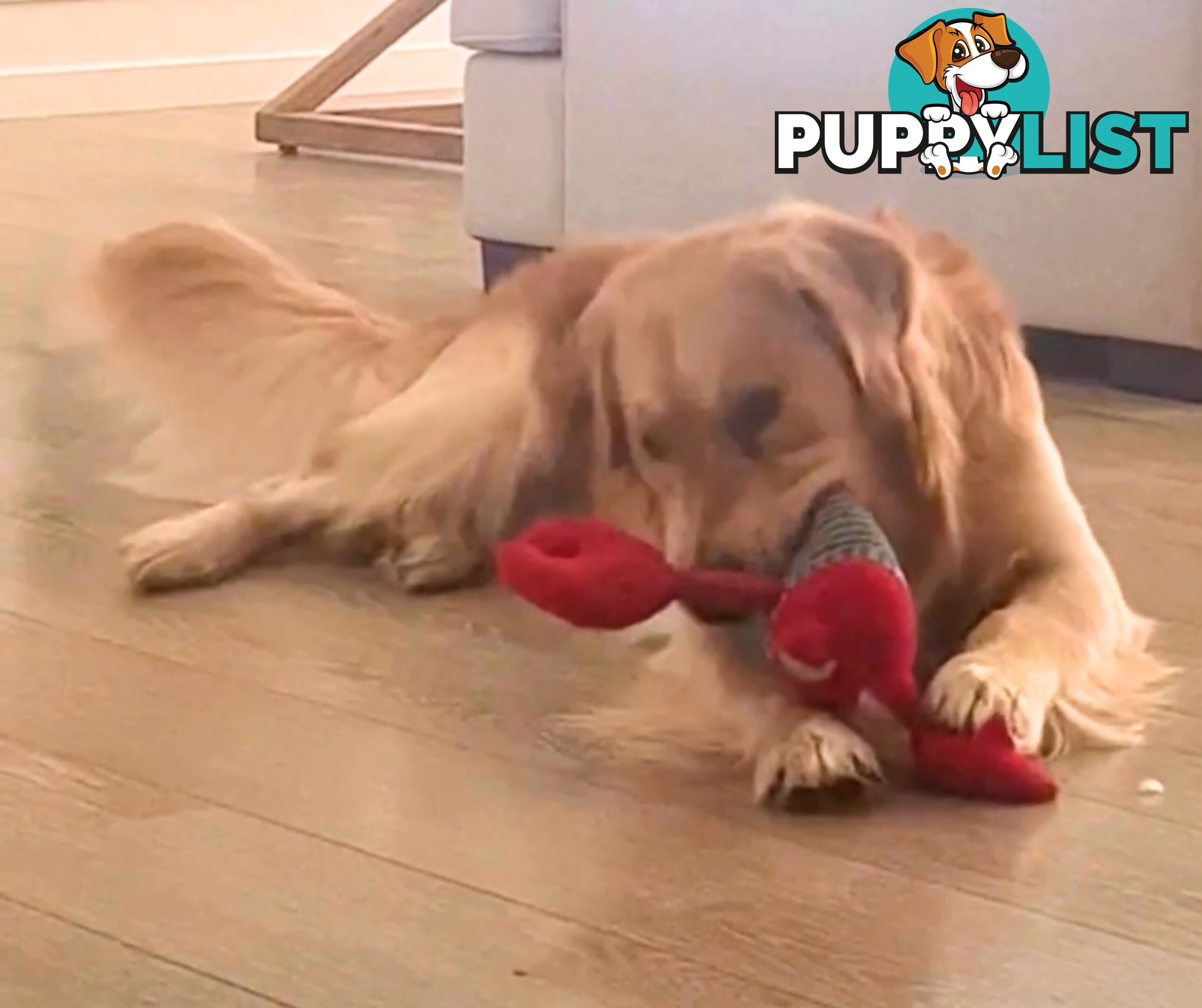 Golden Retriever puppies