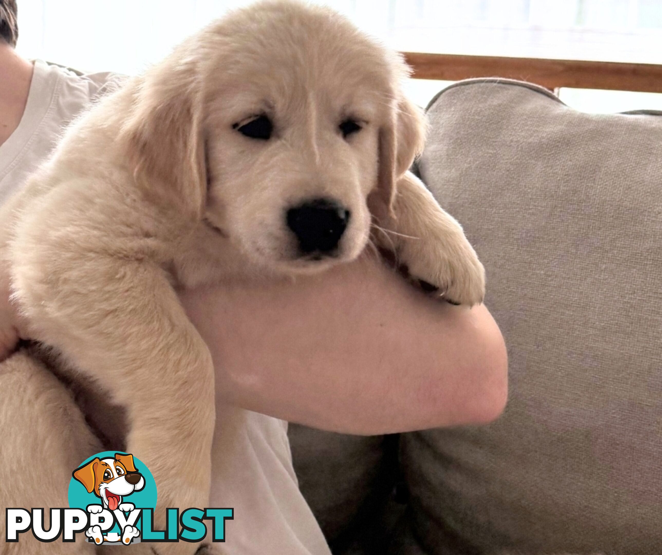 Golden Retriever puppies