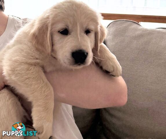 Golden Retriever puppies