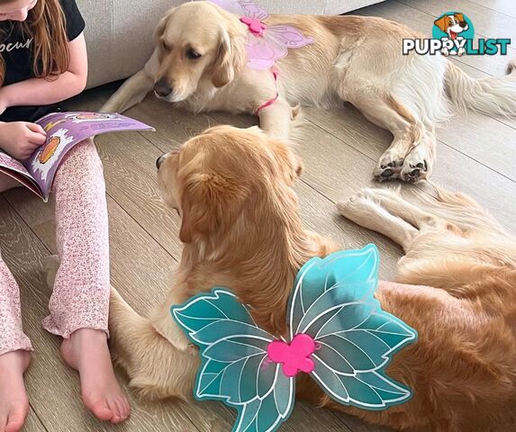 Golden Retriever puppies