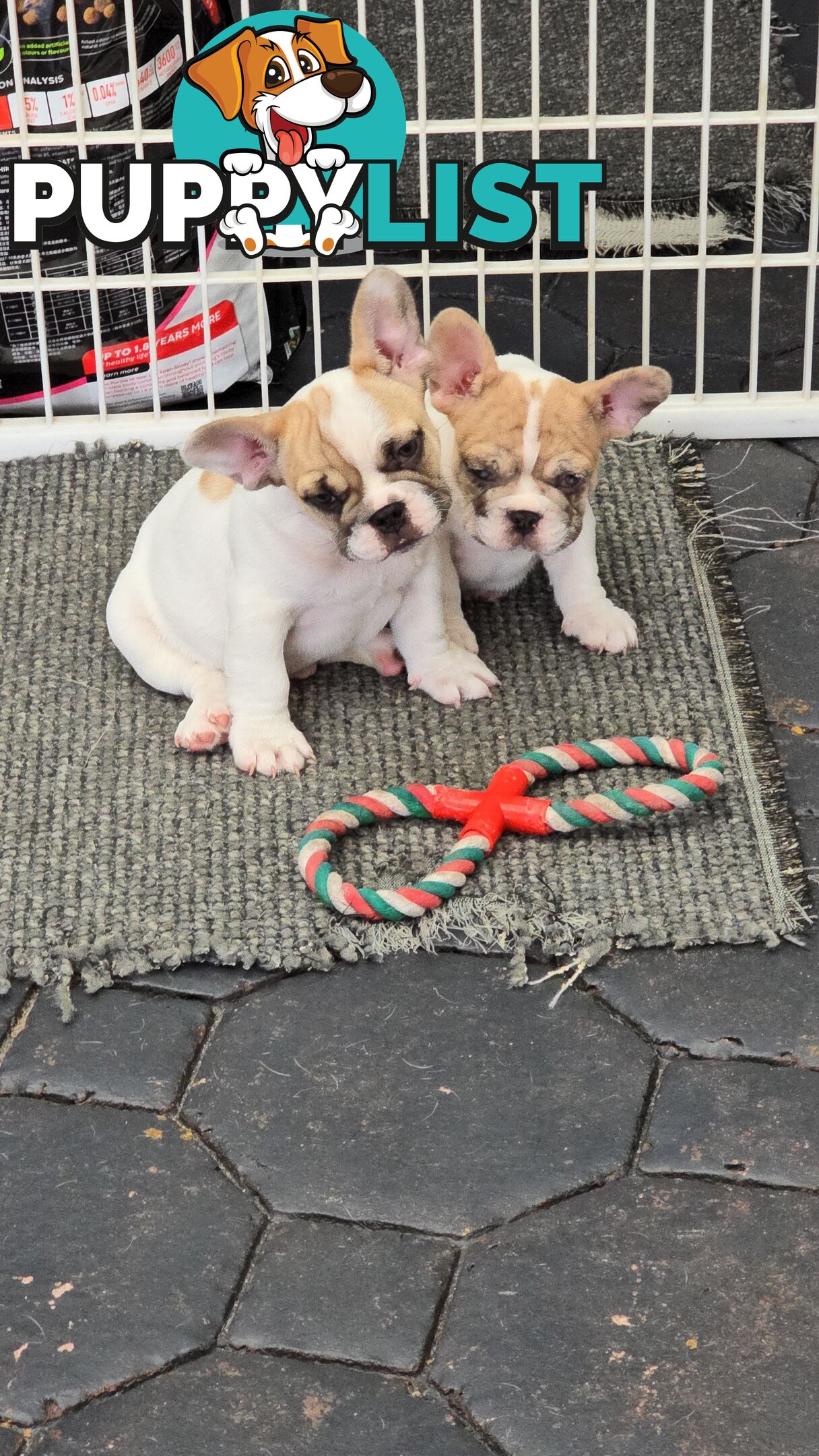 French bulldog