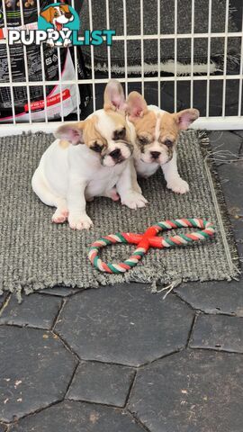 French bulldog