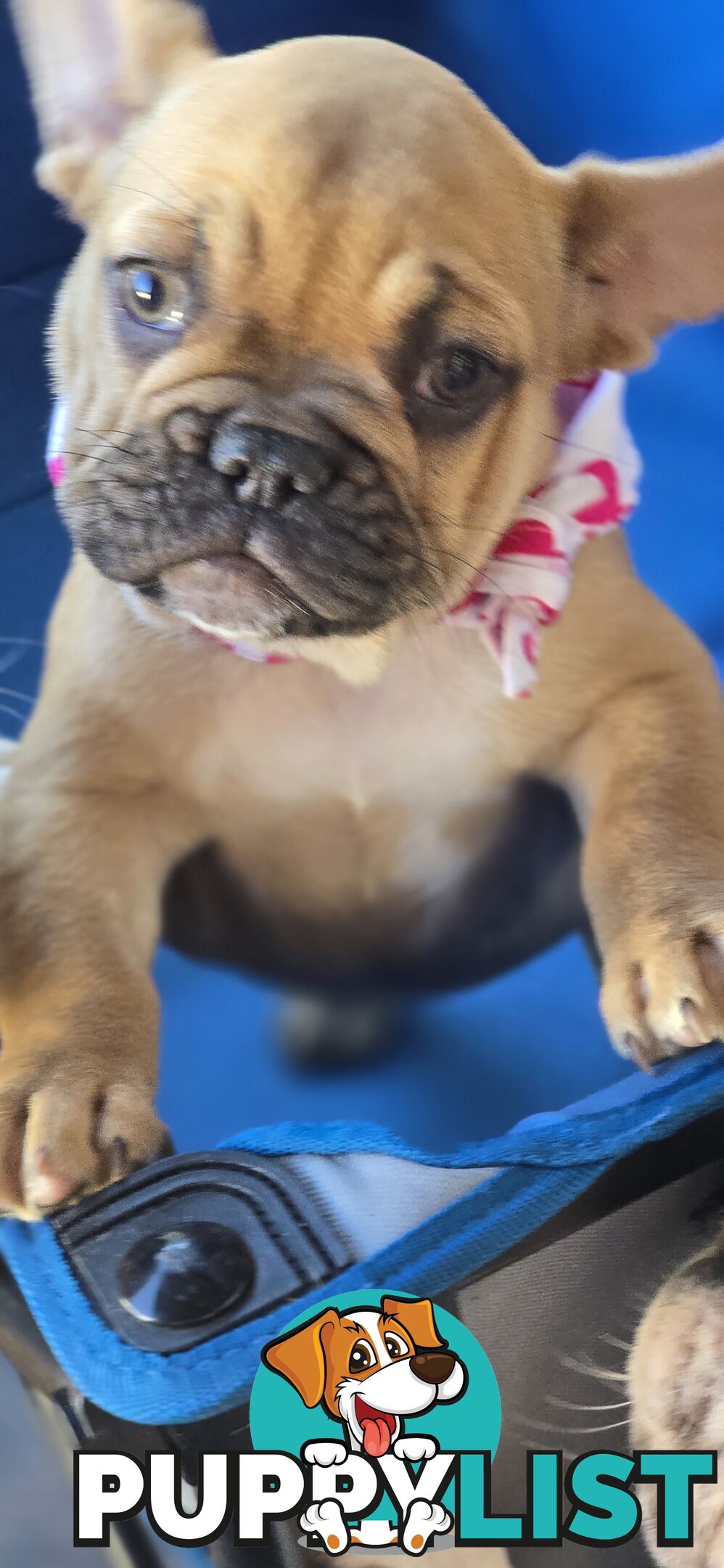 French bulldog