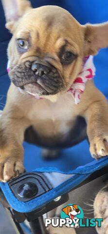 French bulldog