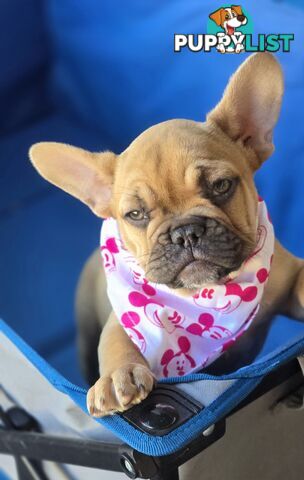 French bulldog