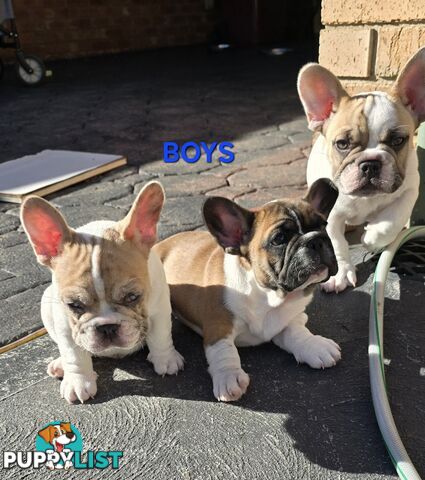 French bulldog