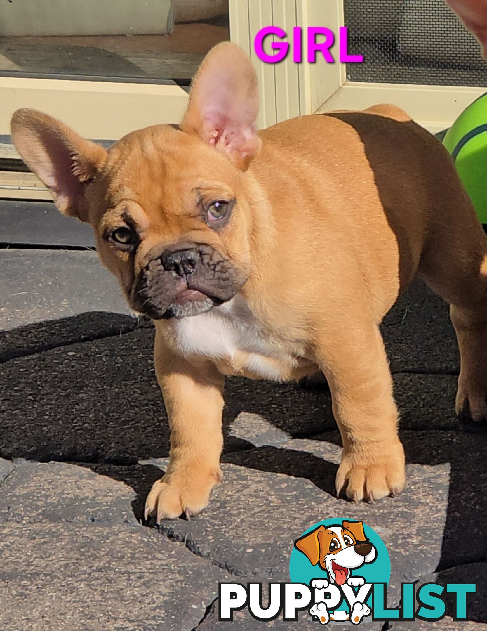 French bulldog