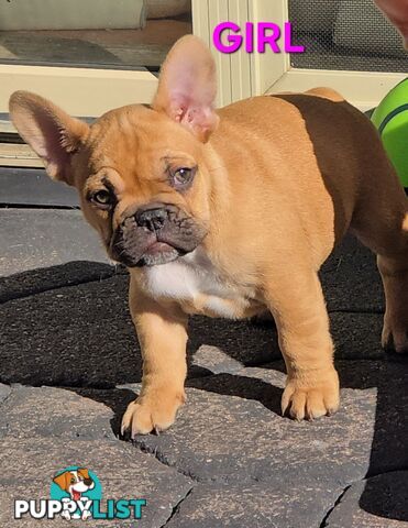 French bulldog
