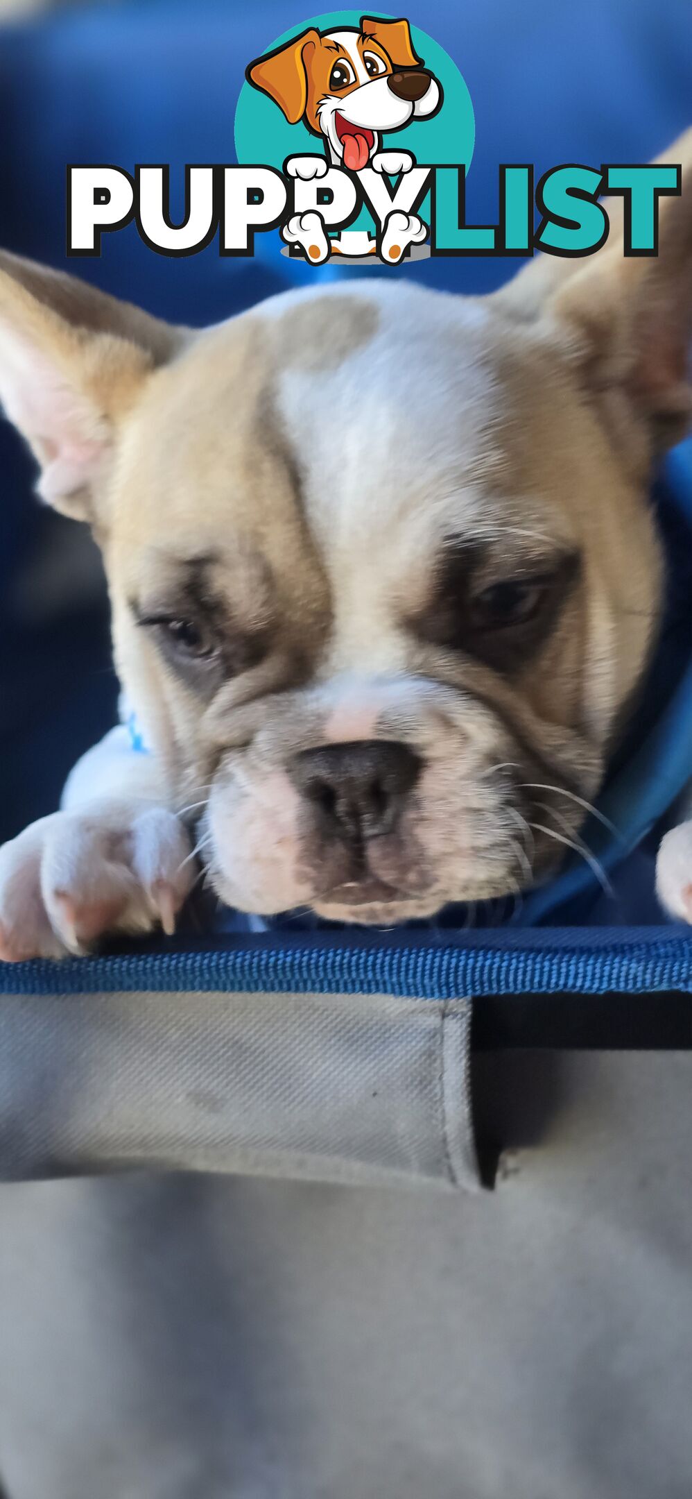 French bulldog