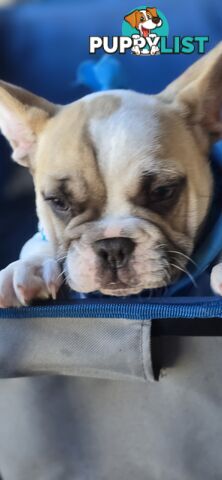 French bulldog