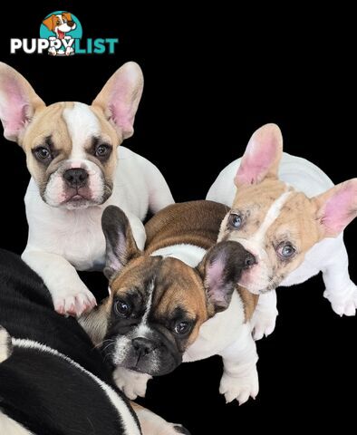 French bulldog
