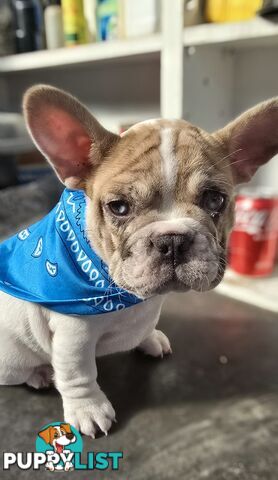 French bulldog