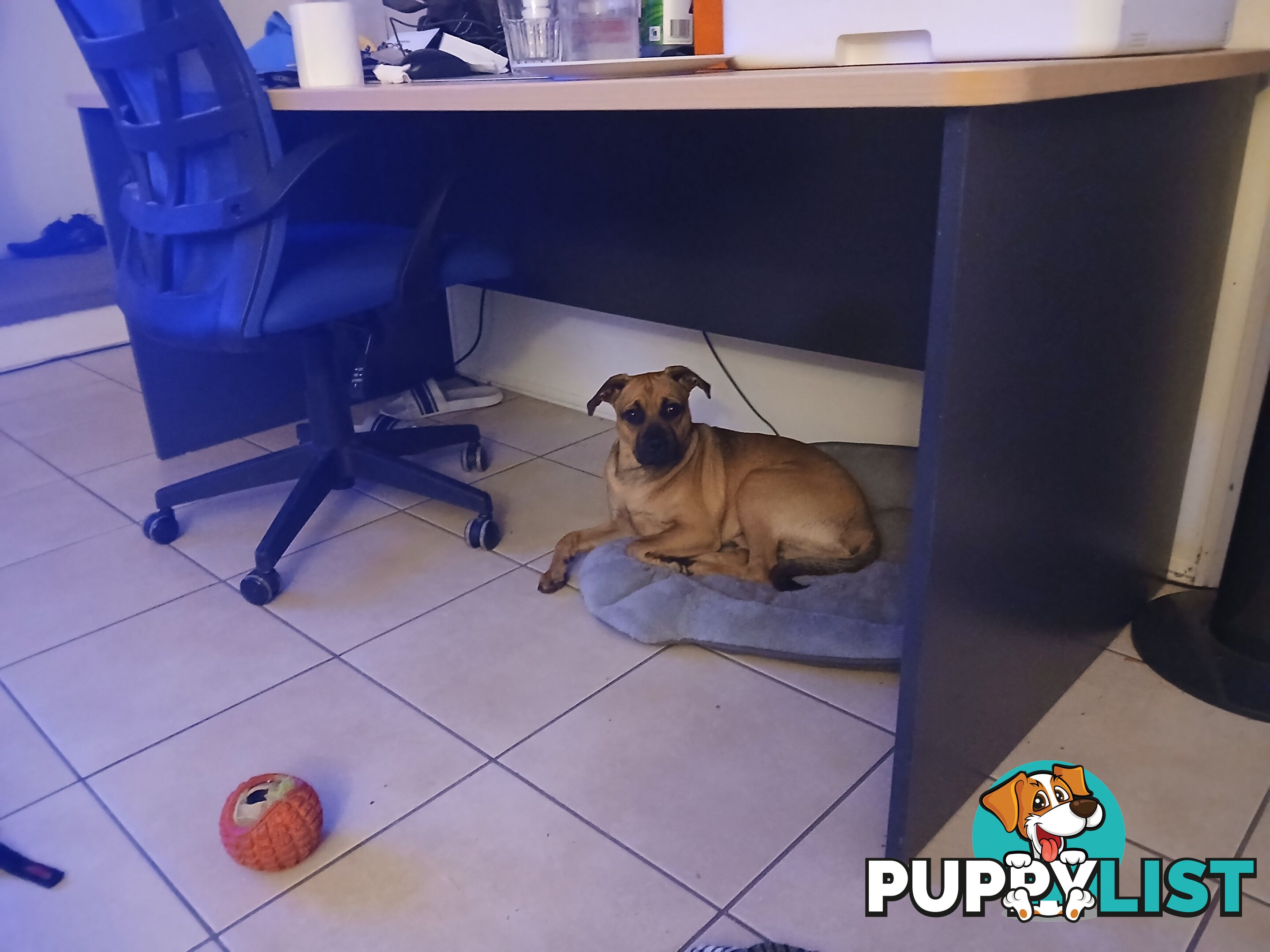 7 Month Old "Jug" Male Puppy