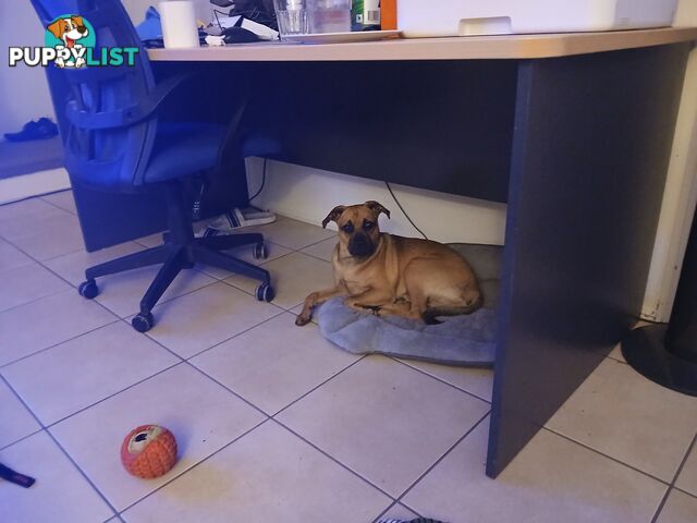 7 Month Old "Jug" Male Puppy