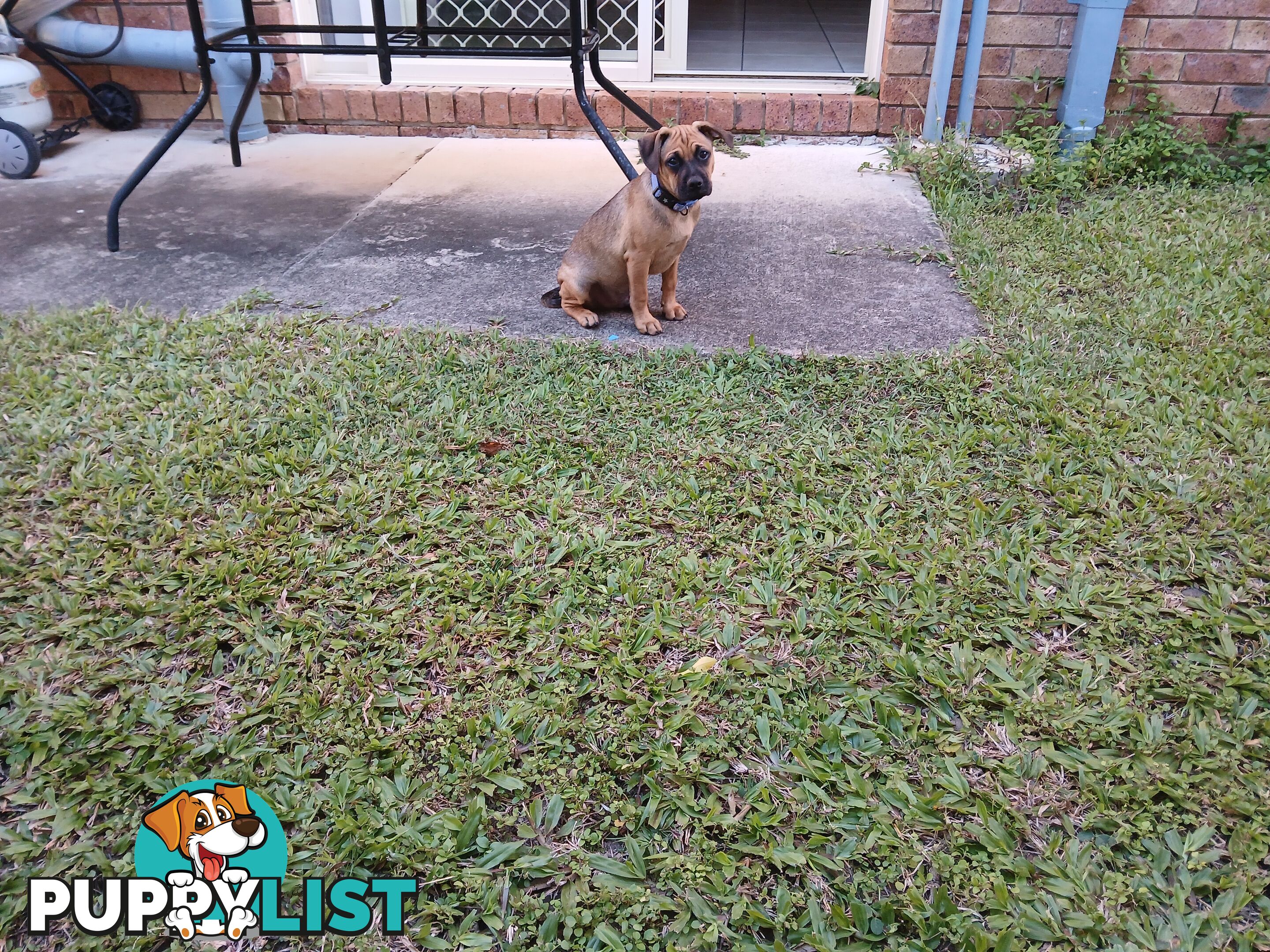 7 Month Old "Jug" Male Puppy