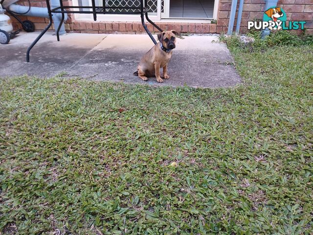 7 Month Old "Jug" Male Puppy