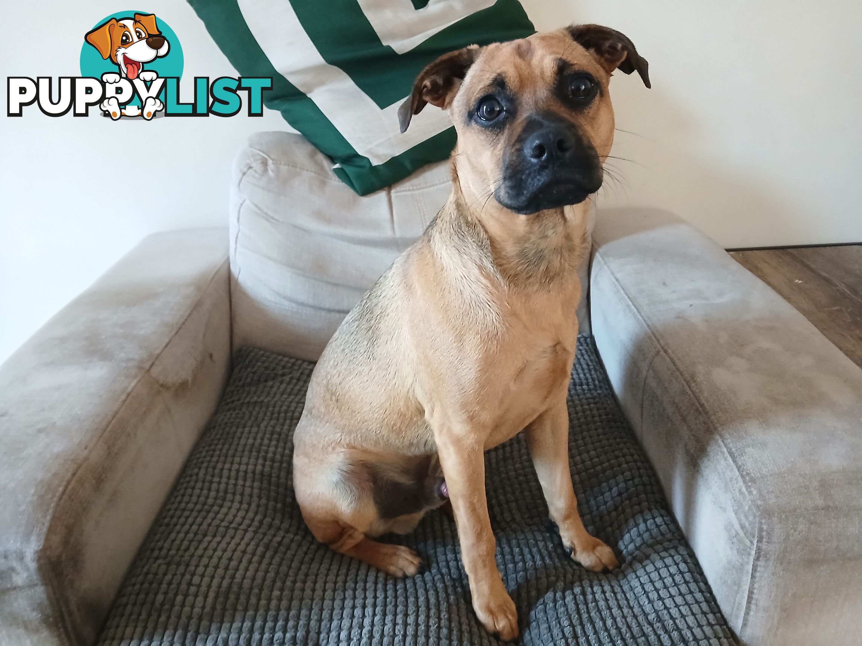 7 Month Old "Jug" Male Puppy