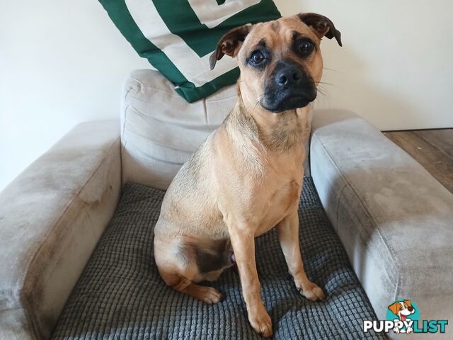 7 Month Old "Jug" Male Puppy