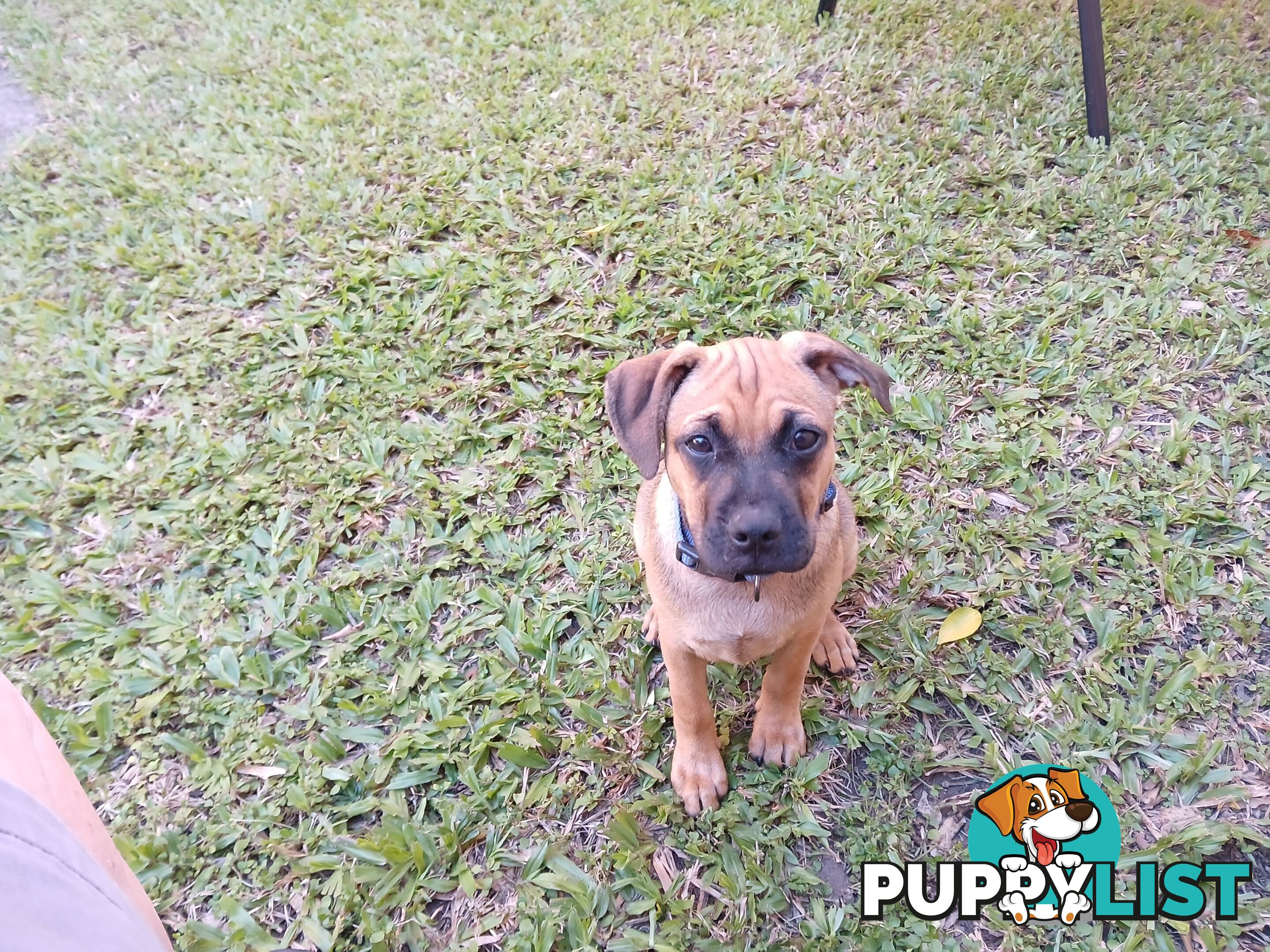 7 Month Old "Jug" Male Puppy