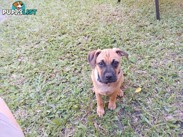 7 Month Old "Jug" Male Puppy