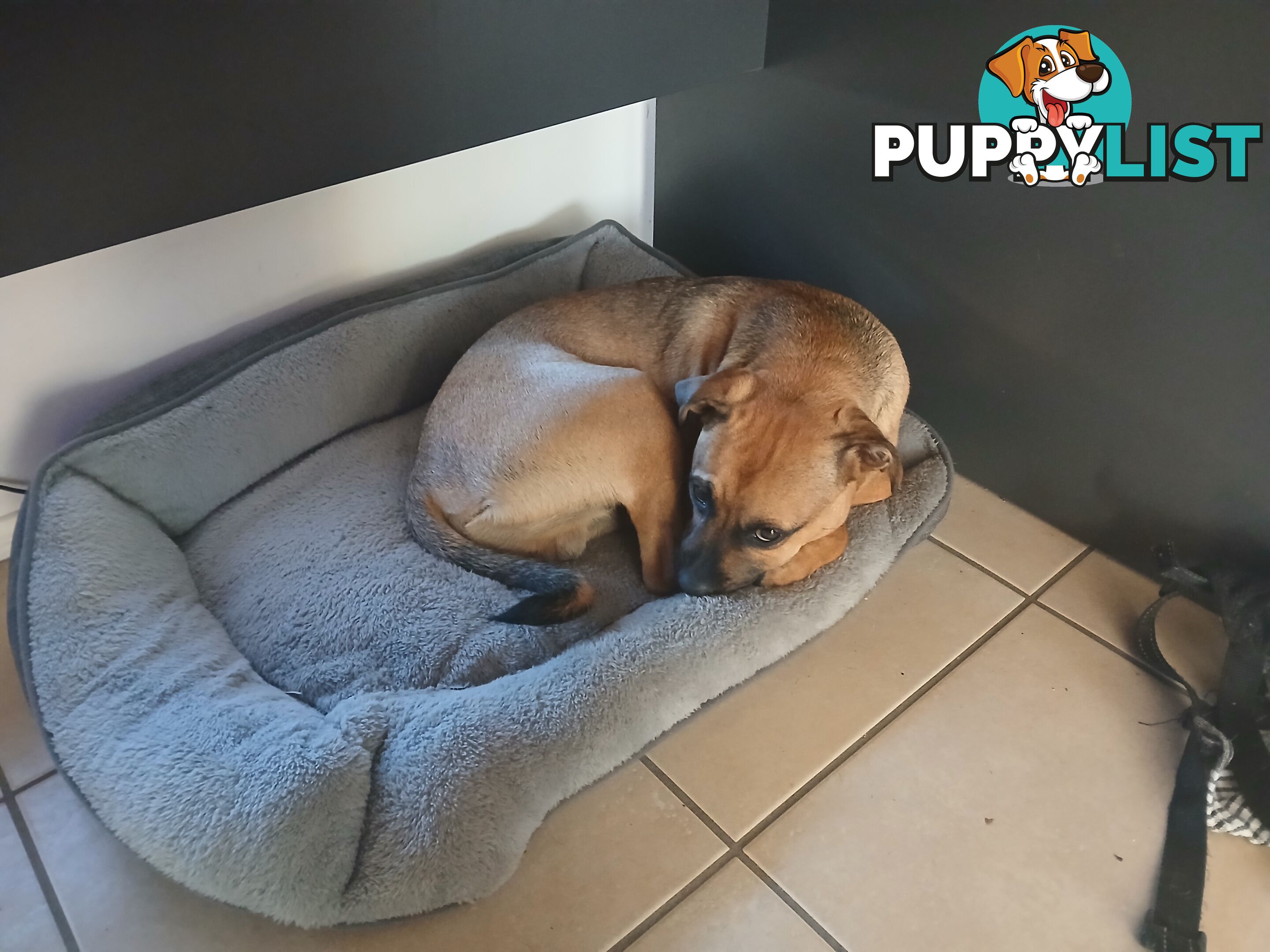 7 Month Old "Jug" Male Puppy