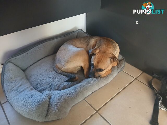 7 Month Old "Jug" Male Puppy