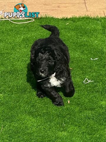 Bordoodle Puppies for Sale - The Perfect Family Companion!