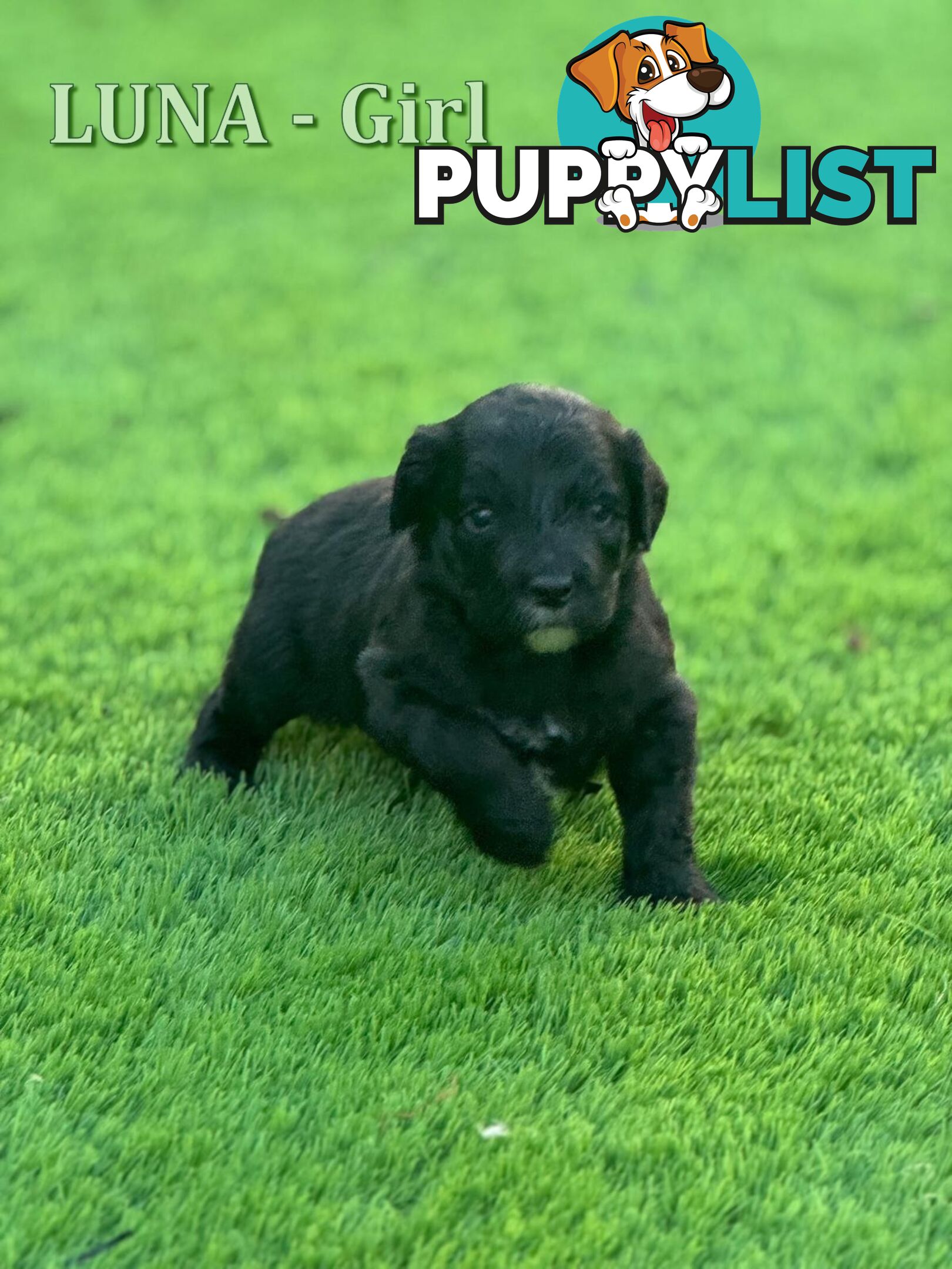 Bordoodle Puppies for Sale - The Perfect Family Companion!